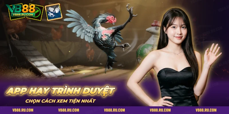 Xem đá gà bằng app hay trình duyệt qua màn game gà chiến trong chuồng