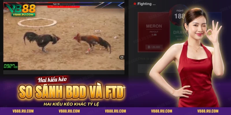 Màn hình đá gà trực tuyến với video trận khi so sánh BDD và FTD