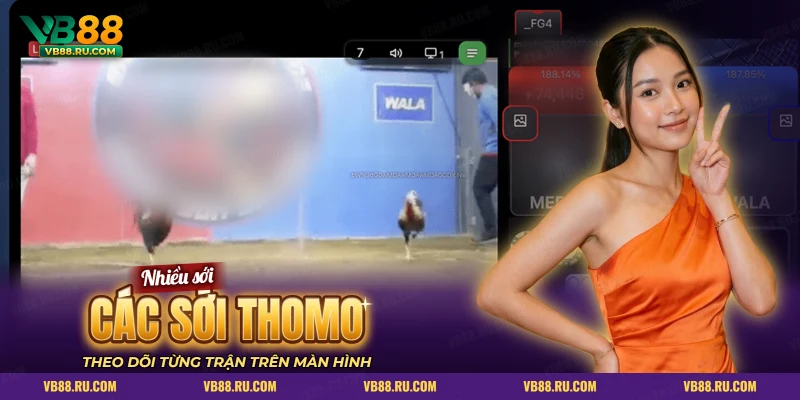 Khung xem trực tiếp một sới Thomo, bên phải là cửa cược Meron và Wala