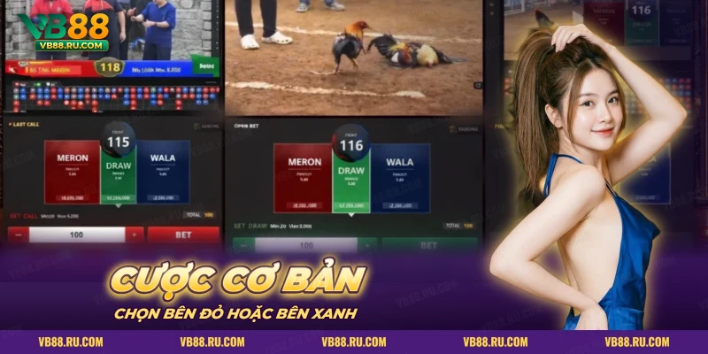 Màn hình đá gà online với video trận và ba cửa cược Meron, Wala, hòa