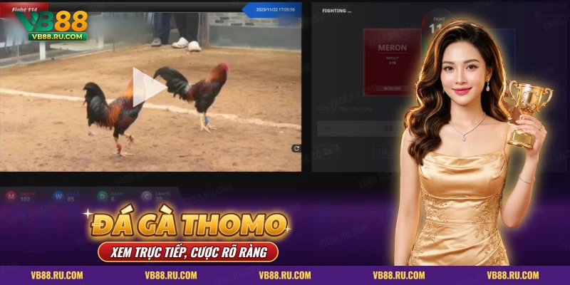 Đá gà Thomo VB88 – khung xem trực tiếp hai chiến kê và bảng cược bên phải