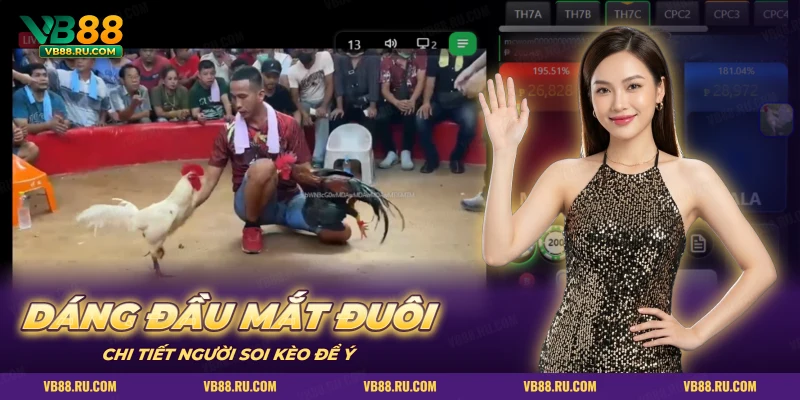 Hai chiến kê trên sân đấu khi soi dáng đầu mắt và đuôi gà