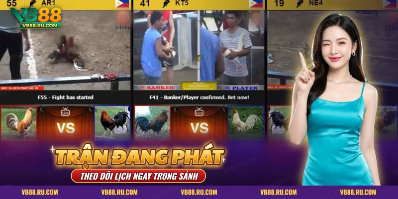 Ba khung trận đá gà đang phát cùng lúc kèm trạng thái và cửa cược