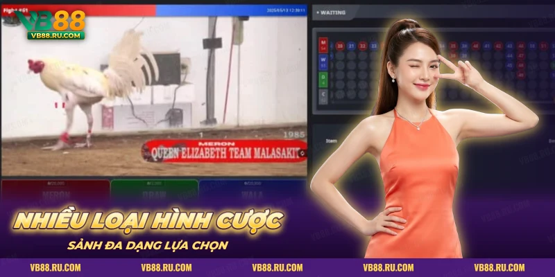 Khung video trận đá gà cùng bảng kết quả trong các loại hình cược